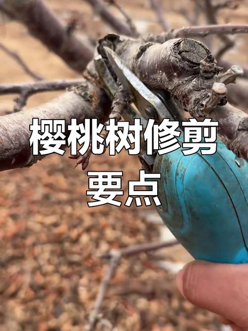 大樱桃树修剪，如何高效管理？-图2