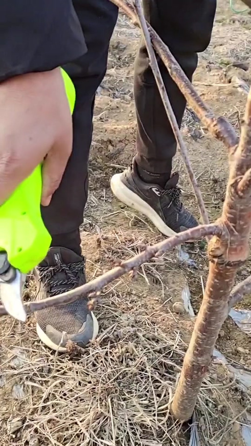 大樱桃树修剪，如何高效管理？-图3