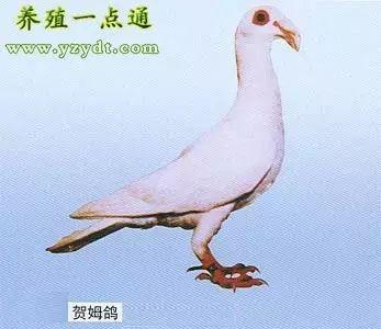 肉鸽怎么养？这套养殖技术培训教材能帮到你吗？-图2