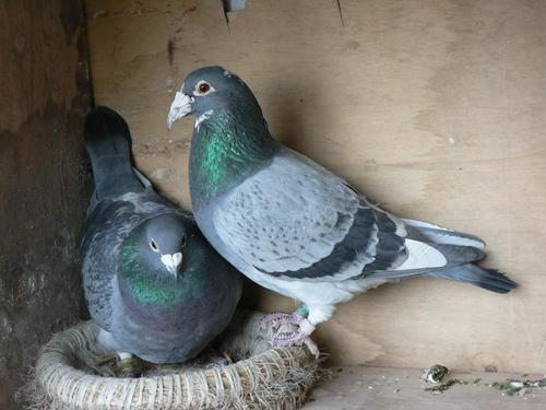 肉鸽怎么养？这套养殖技术培训教材能帮到你吗？-图1