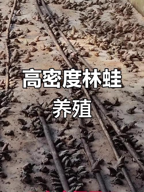 林蛙圈养技术难掌握吗？实际养殖效益到底有多高？-图1