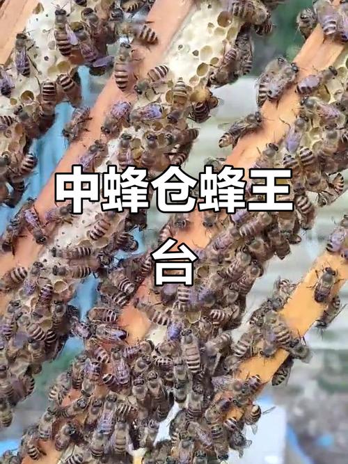 中蜂育王技术视频，关键步骤有哪些？-图3