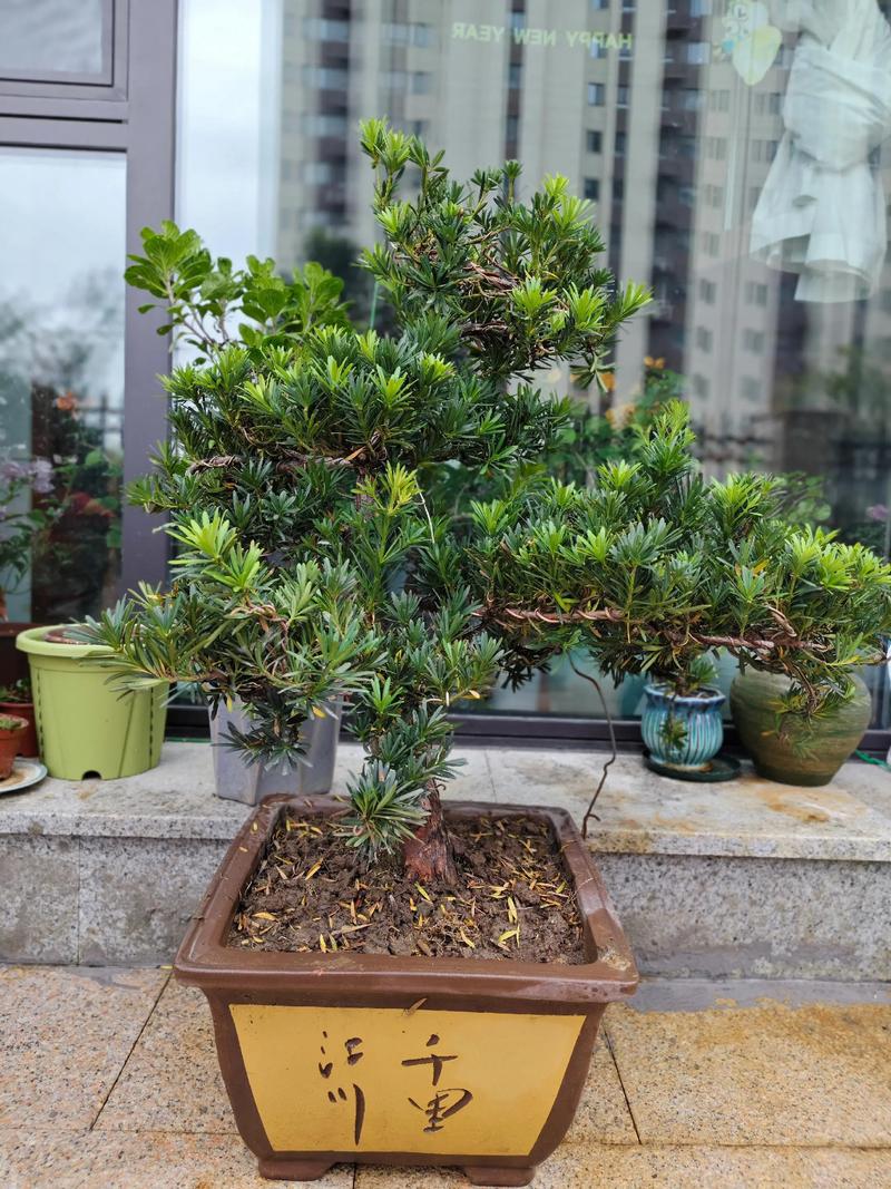 哪种罗汉松品种最好？-图2