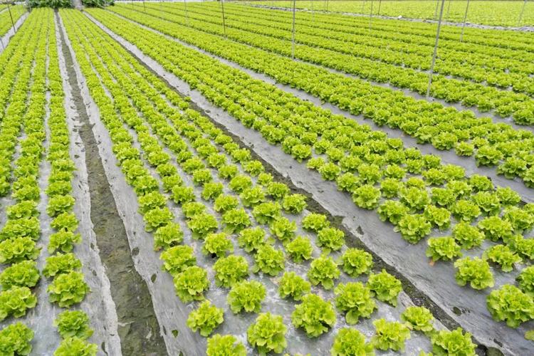 高产生菜技术视频，如何轻松实现高产？-图1