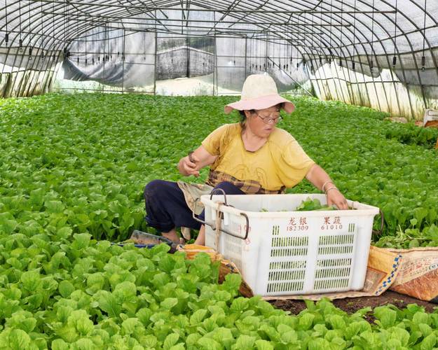 高产生菜技术视频，如何轻松实现高产？-图3