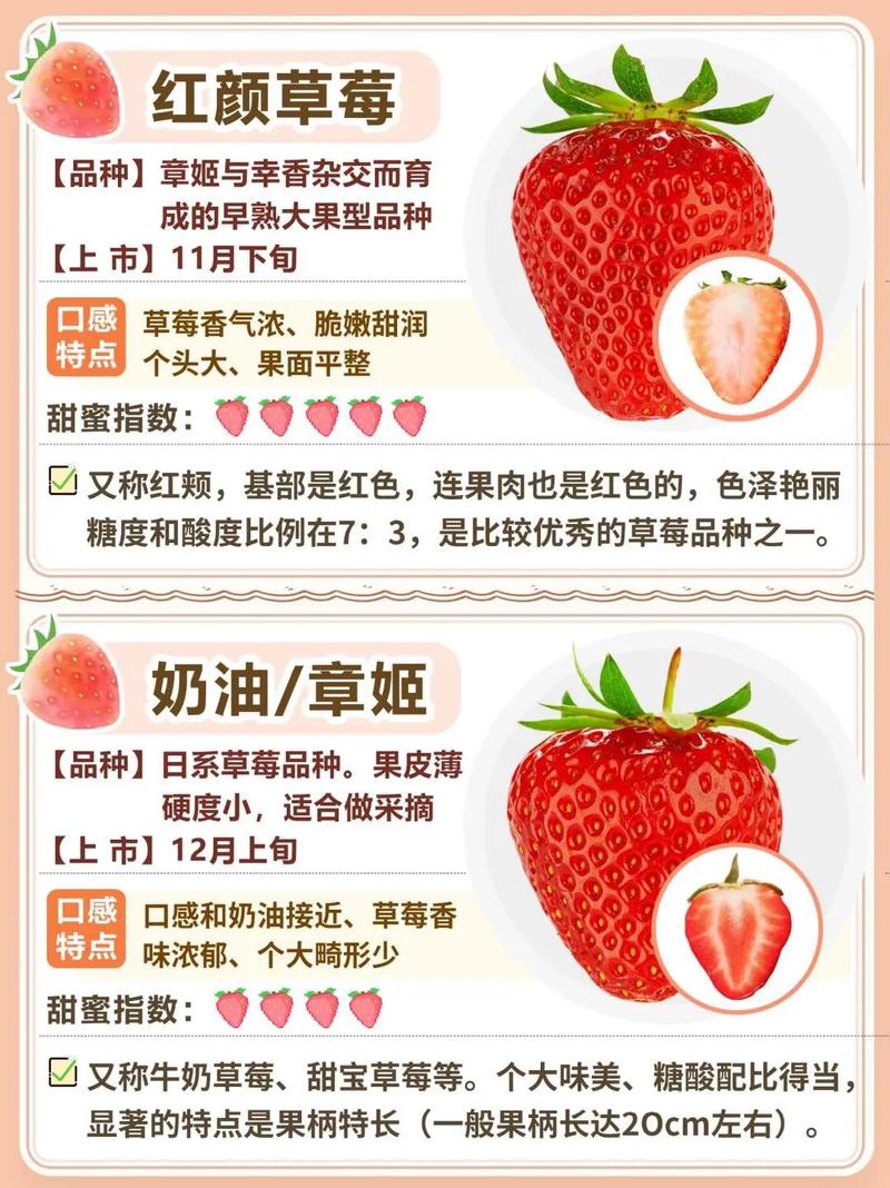四季草莓哪个品种口感最佳？-图2