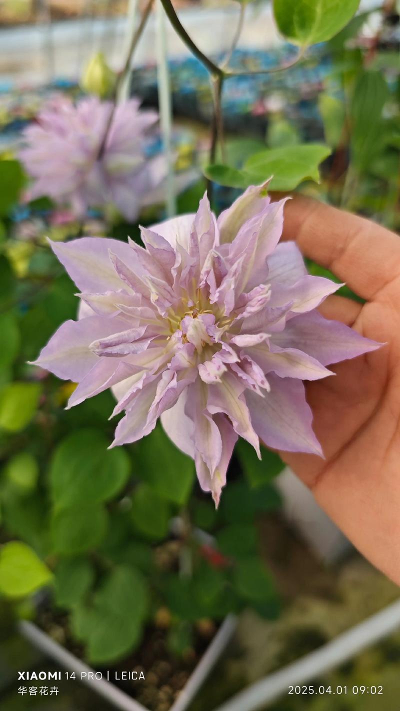 花期长又勤花的铁线莲有哪些品种？-图2