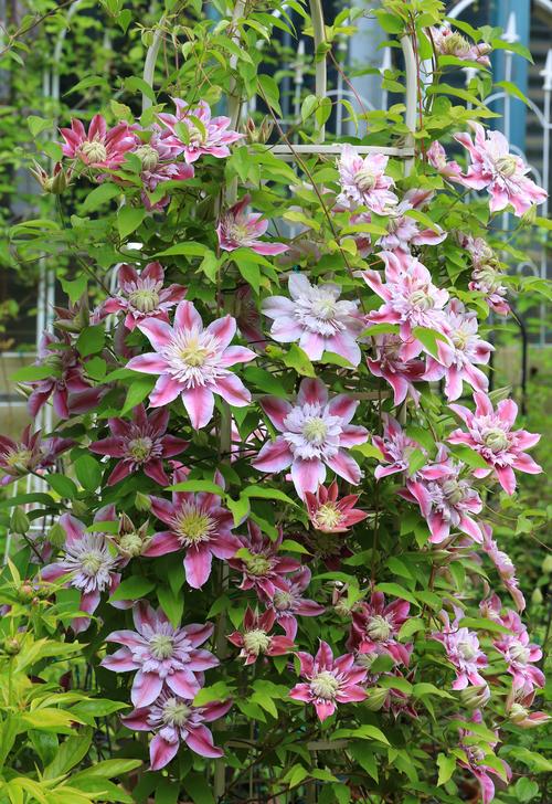 花期长又勤花的铁线莲有哪些品种？-图3