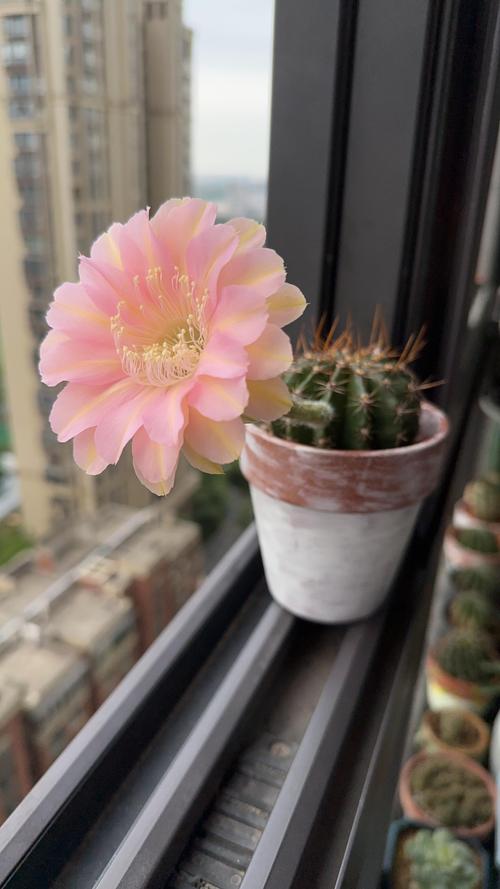 开花仙人掌常见品种有哪些？-图2