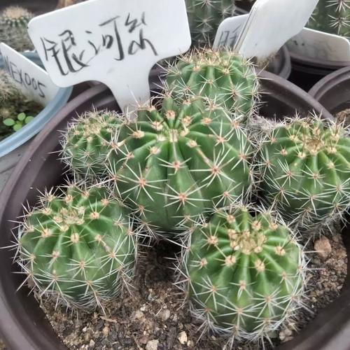 开花仙人掌常见品种有哪些？-图1