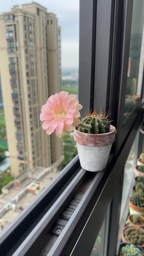 开花仙人掌常见品种有哪些？-图3