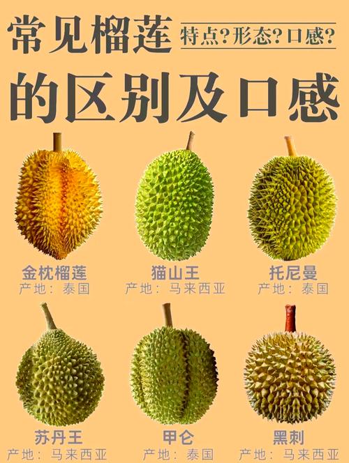 榴莲品种到底有多少？-图3