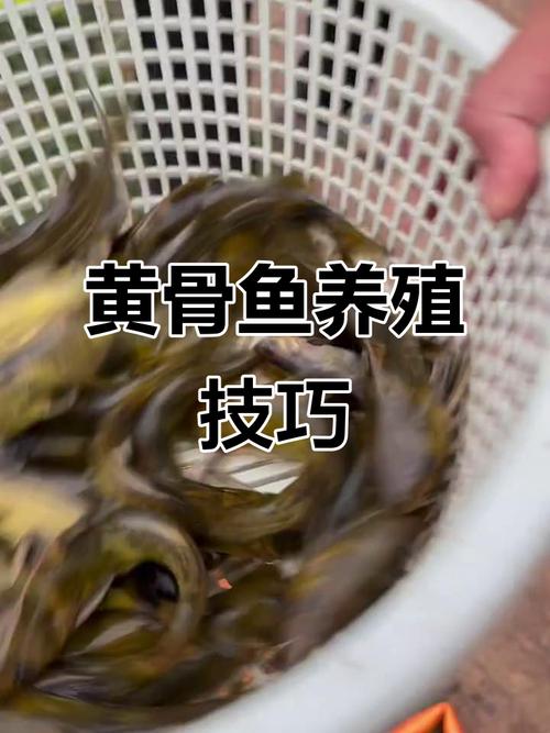 工厂式黄颡鱼养殖技术要点有哪些？-图3