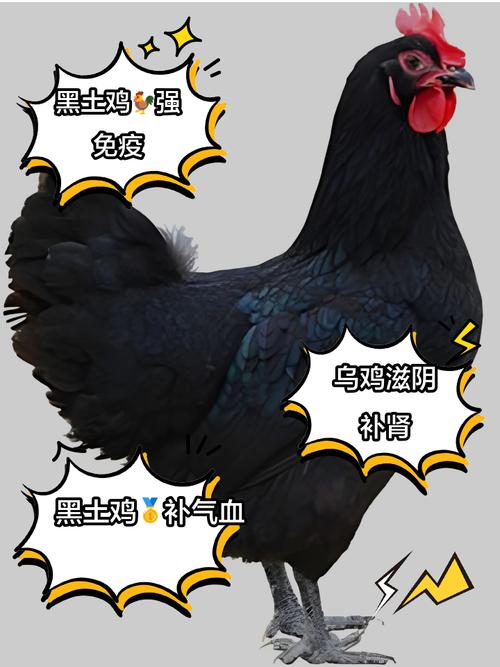 鸡品种有哪些？-图1