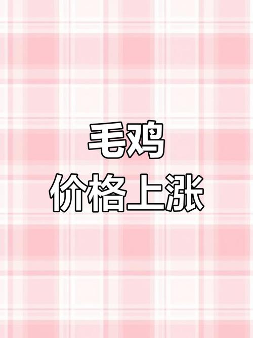 辽宁毛鸡价格今日行情如何？-图2