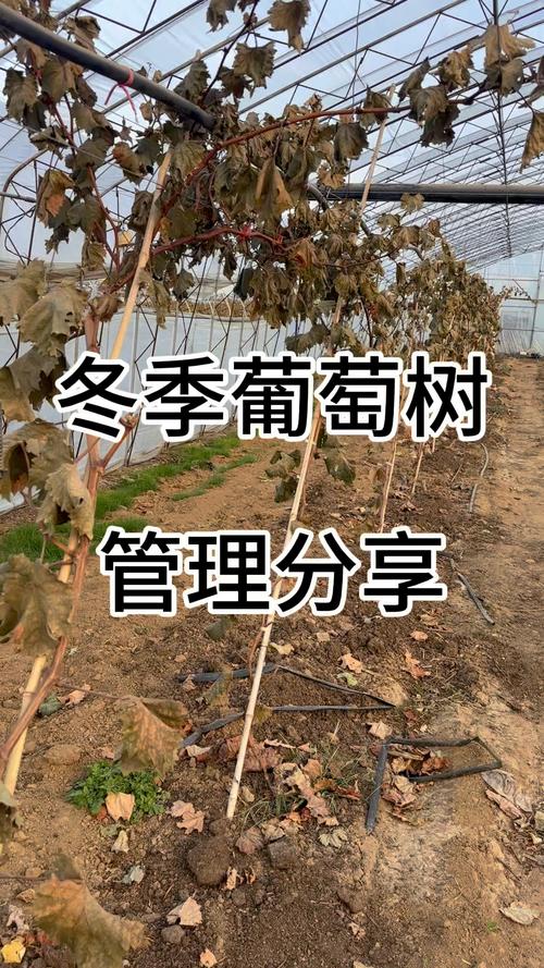 葡萄树后期管理有何关键技术？-图2