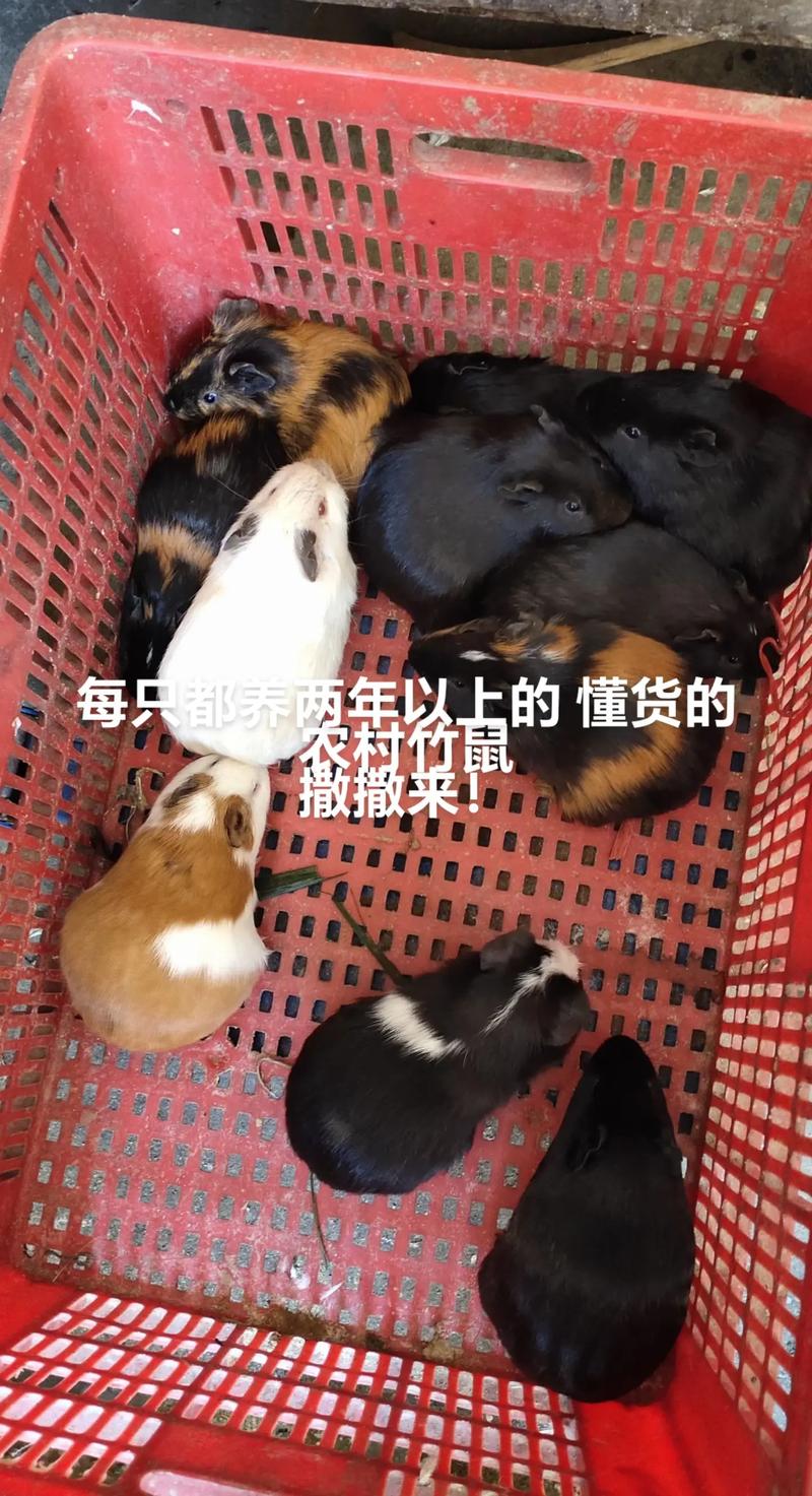 建雄竹鼠养殖技术要点有哪些？-图3