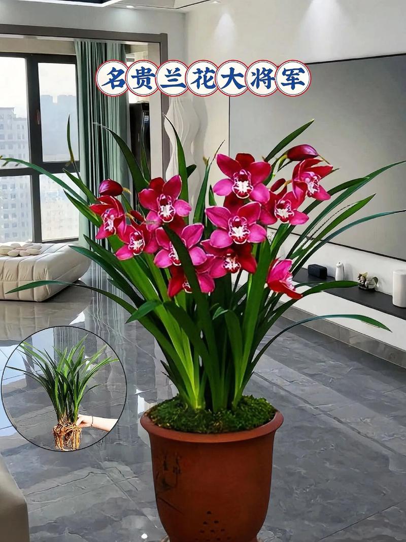 君子兰什么品种最名贵-图1