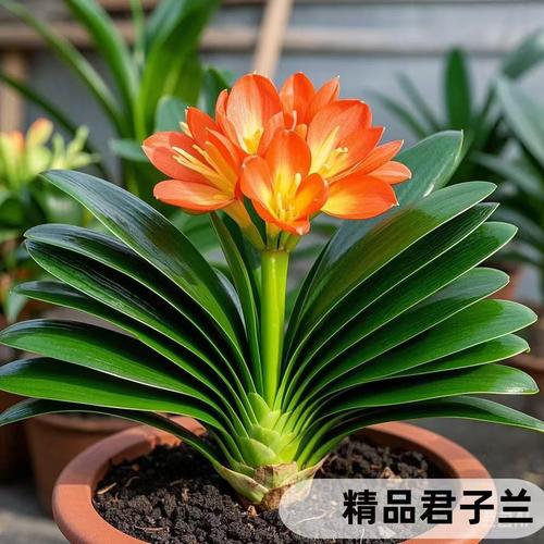 君子兰什么品种最名贵-图3