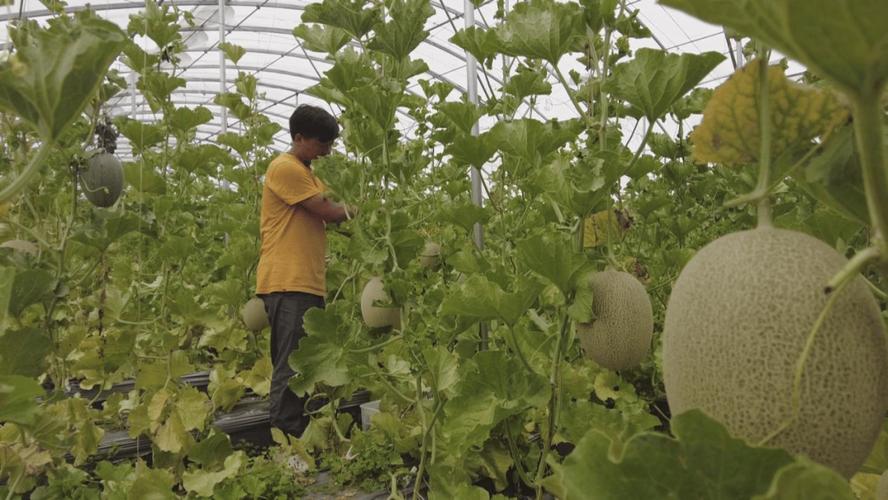 哈密瓜北方种植技术难点有哪些？-图1