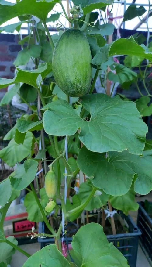 哈密瓜北方种植技术难点有哪些？-图2