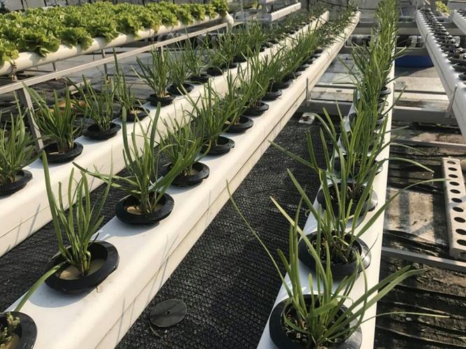 无土栽培韭菜技术视频怎么学？-图2