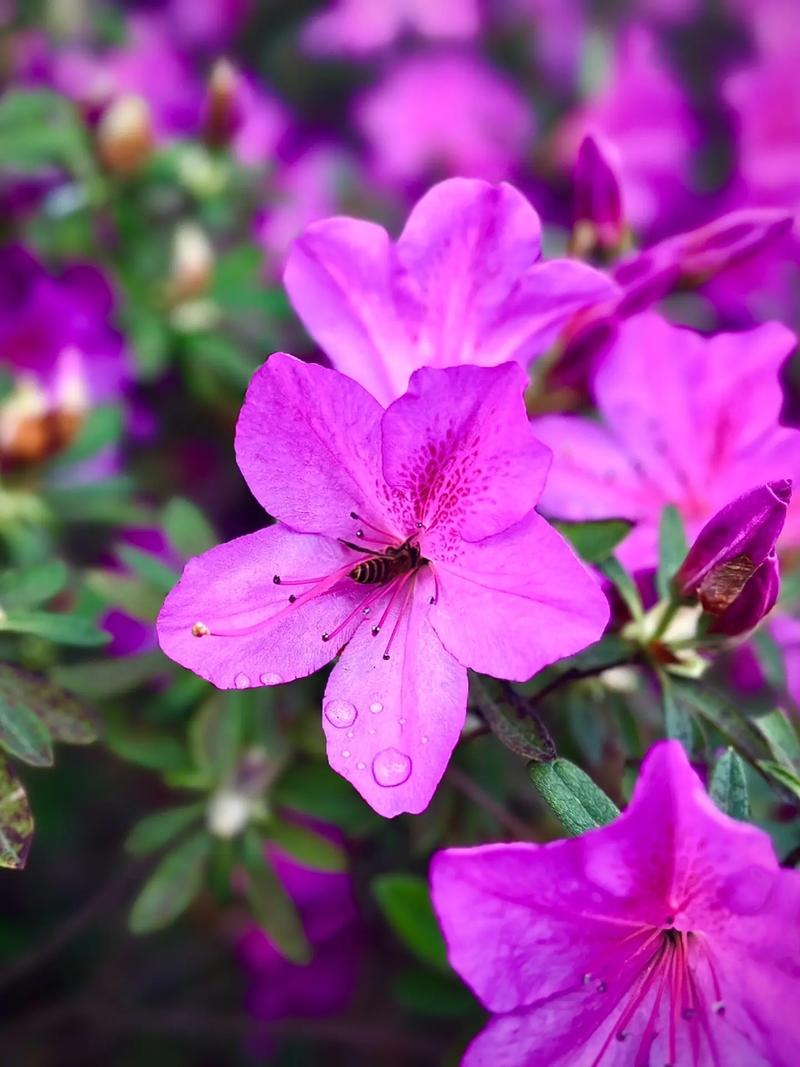 杜鹃花品种图片大全，收录了多少品种？-图2