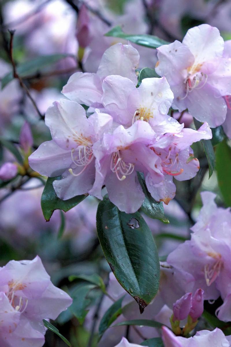 杜鹃花品种图片大全，收录了多少品种？-图1