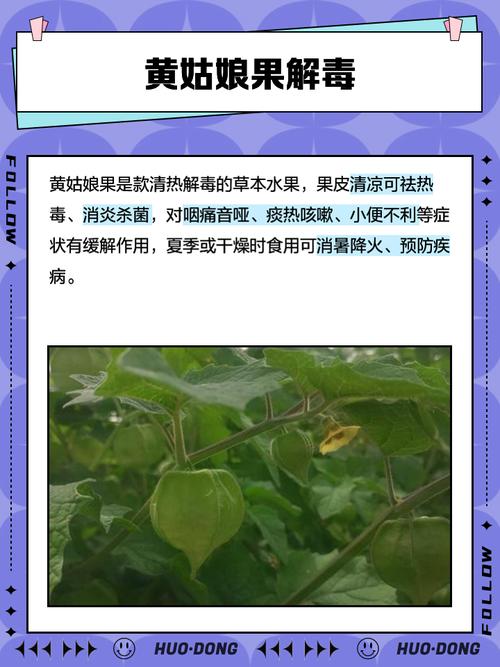 黄姑娘果种植技术有哪些关键要点？-图3