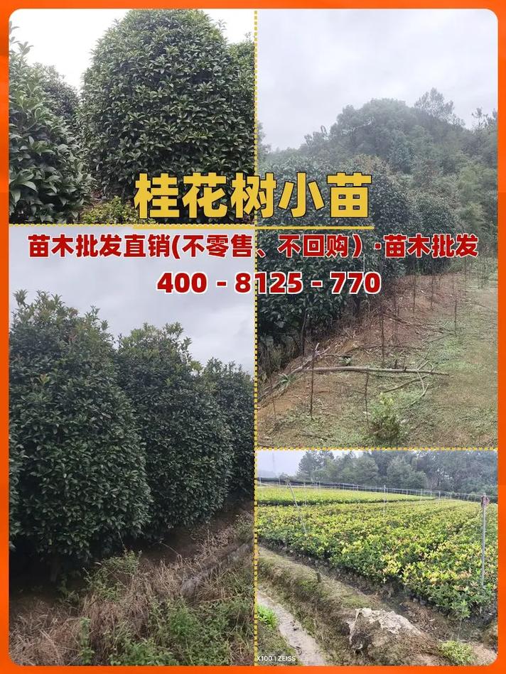 桂花树价格苗价格多少-图1