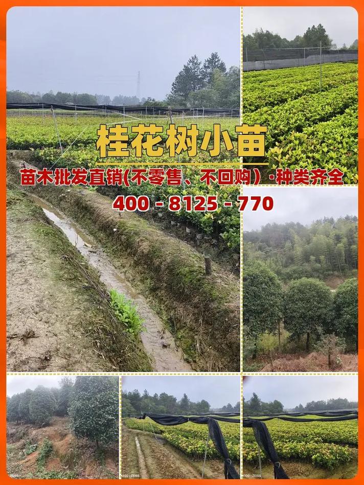 桂花树价格苗价格多少-图2