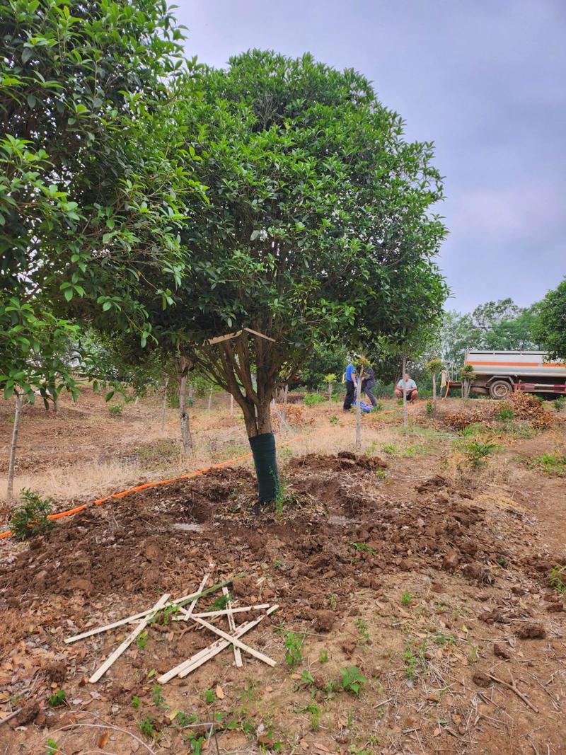 桂花树价格苗价格多少-图3