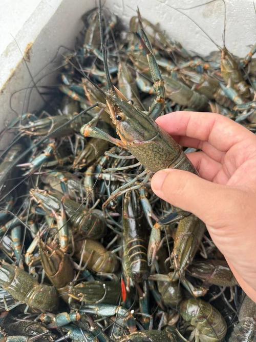 淡水小龙虾究竟有多少品种？-图1