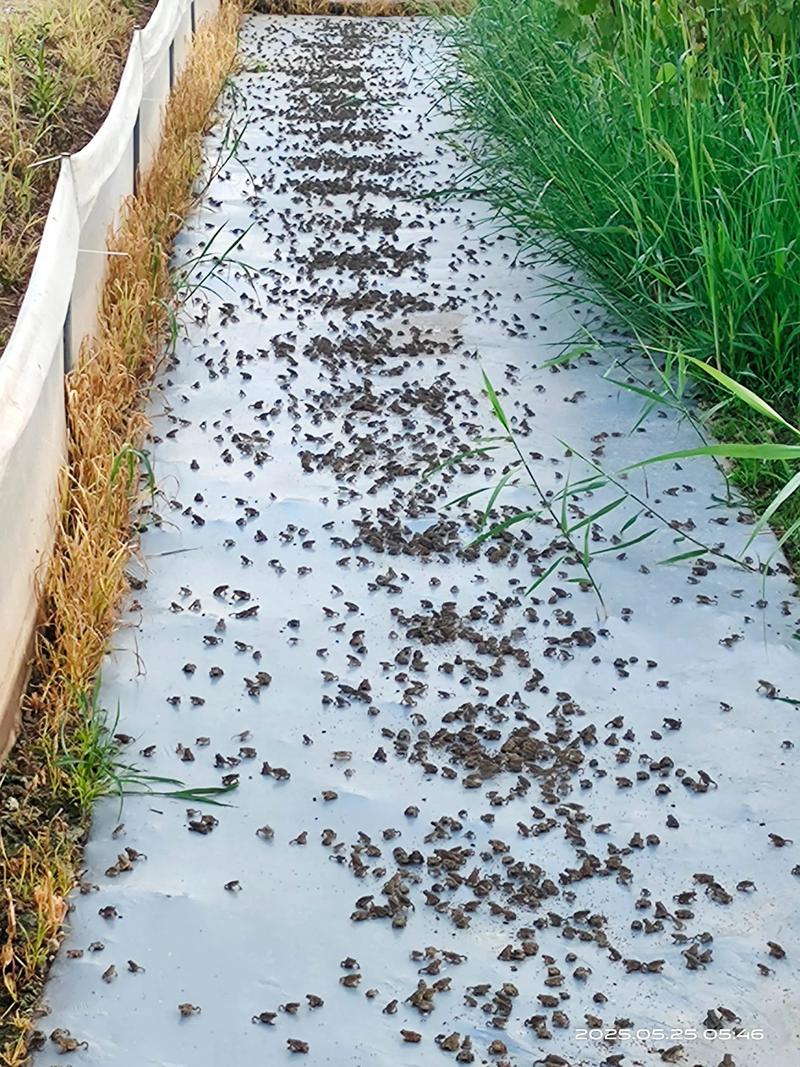 四川青蛙养殖技术视频，新手能学会吗？-图1