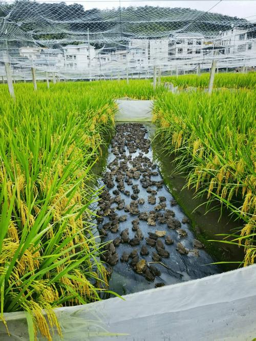 四川青蛙养殖技术视频，新手能学会吗？-图3
