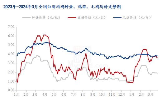 肉鸡毛鸡价格价格行情-图2