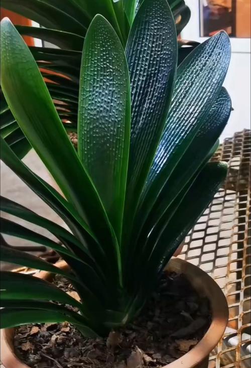 油匠君子兰哪个品种最好？-图1