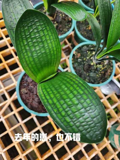 油匠君子兰哪个品种最好？-图2