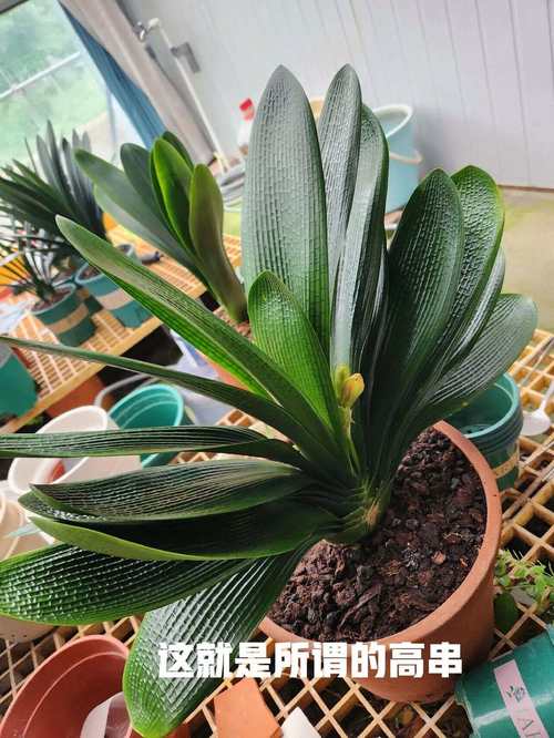 油匠君子兰哪个品种最好？-图3