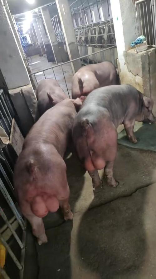 啥品种的种公猪最好？-图2