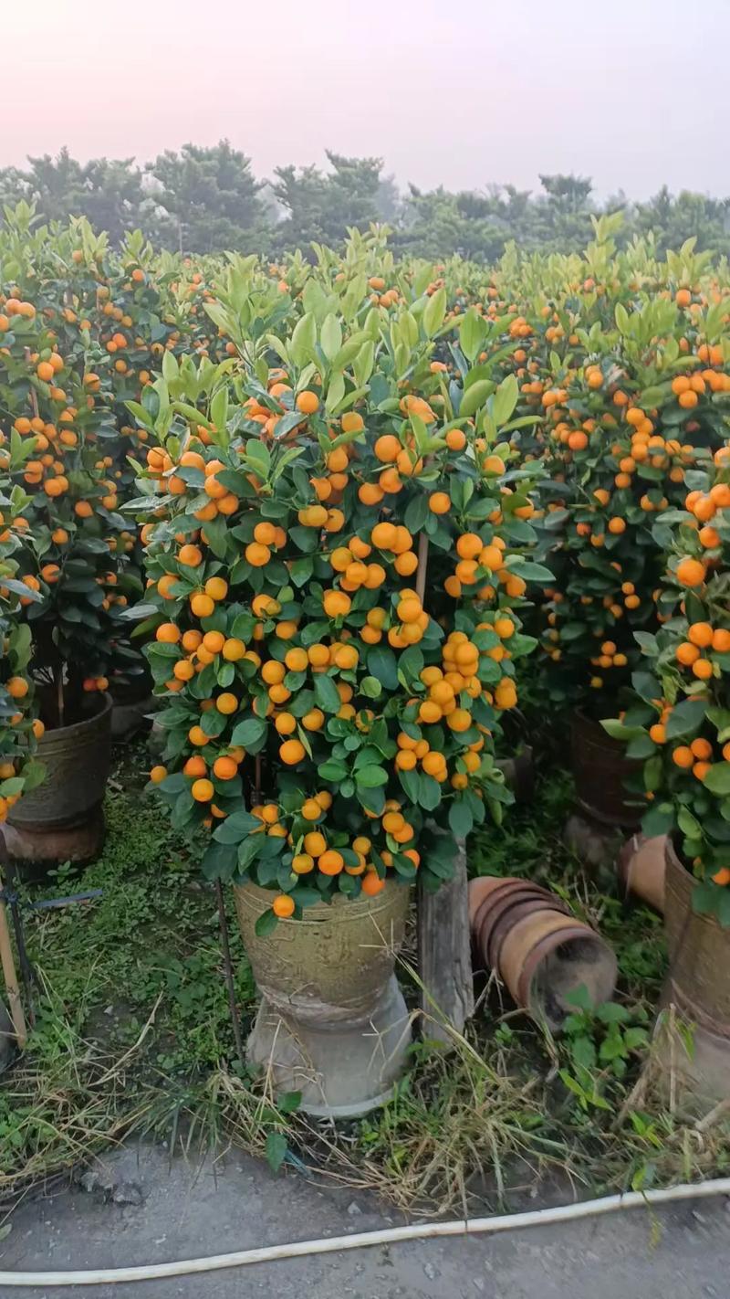 当前什么桔子品种最好种植？-图1