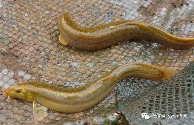 藕塘套养泥鳅，关键技术有哪些？-图1