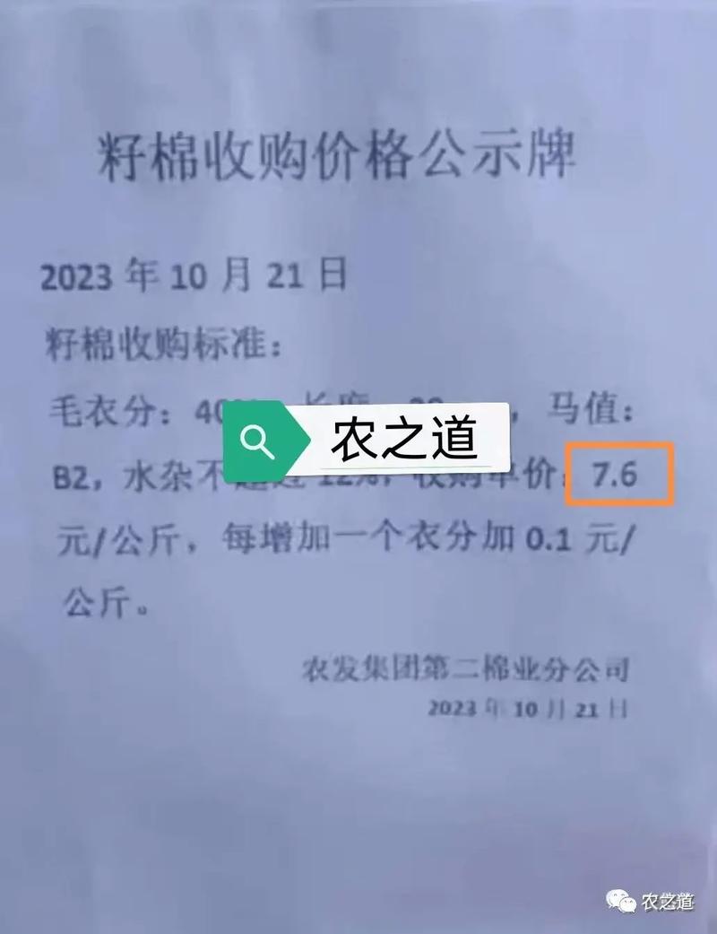 山东籽棉最新价格具体是多少？-图2