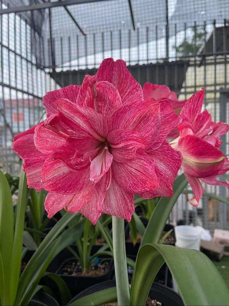 朱顶红最大花品种是哪个？-图1