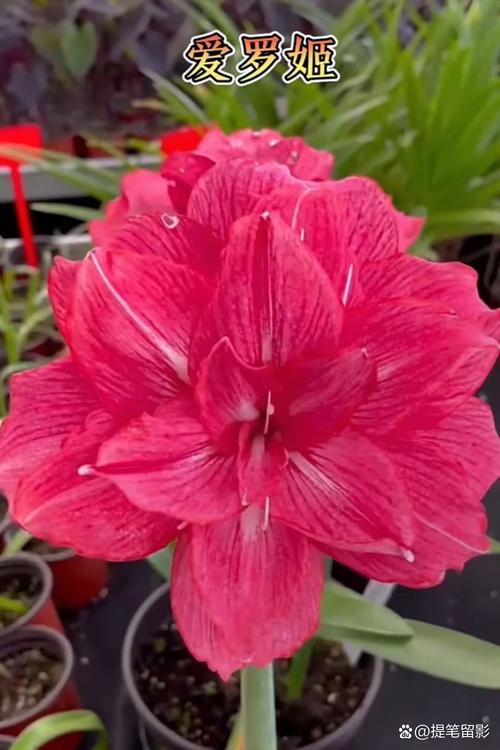 朱顶红最大花品种是哪个？-图2