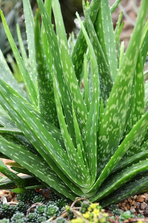 芦荟品种有多少？附图片详解。-图2