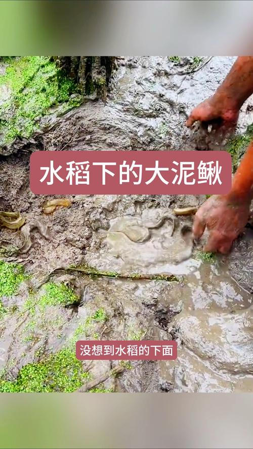 水稻田养泥鳅技术视频怎么操作？-图1