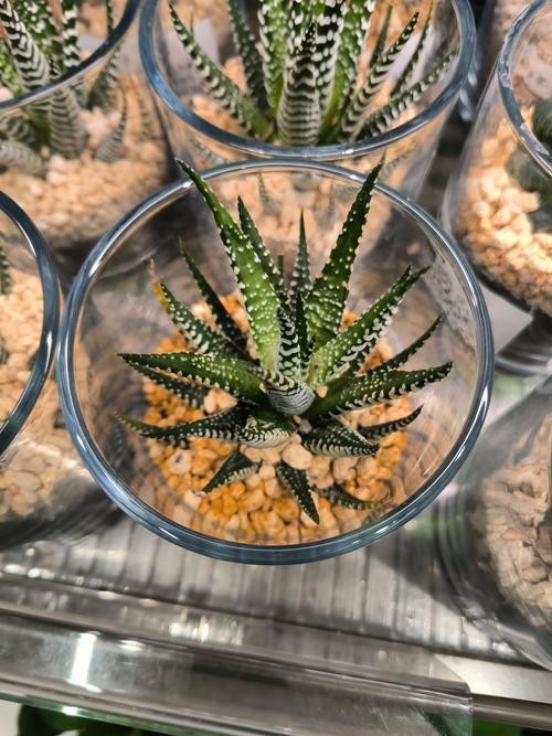 芦荟品种知多少？名字又有哪些？-图2