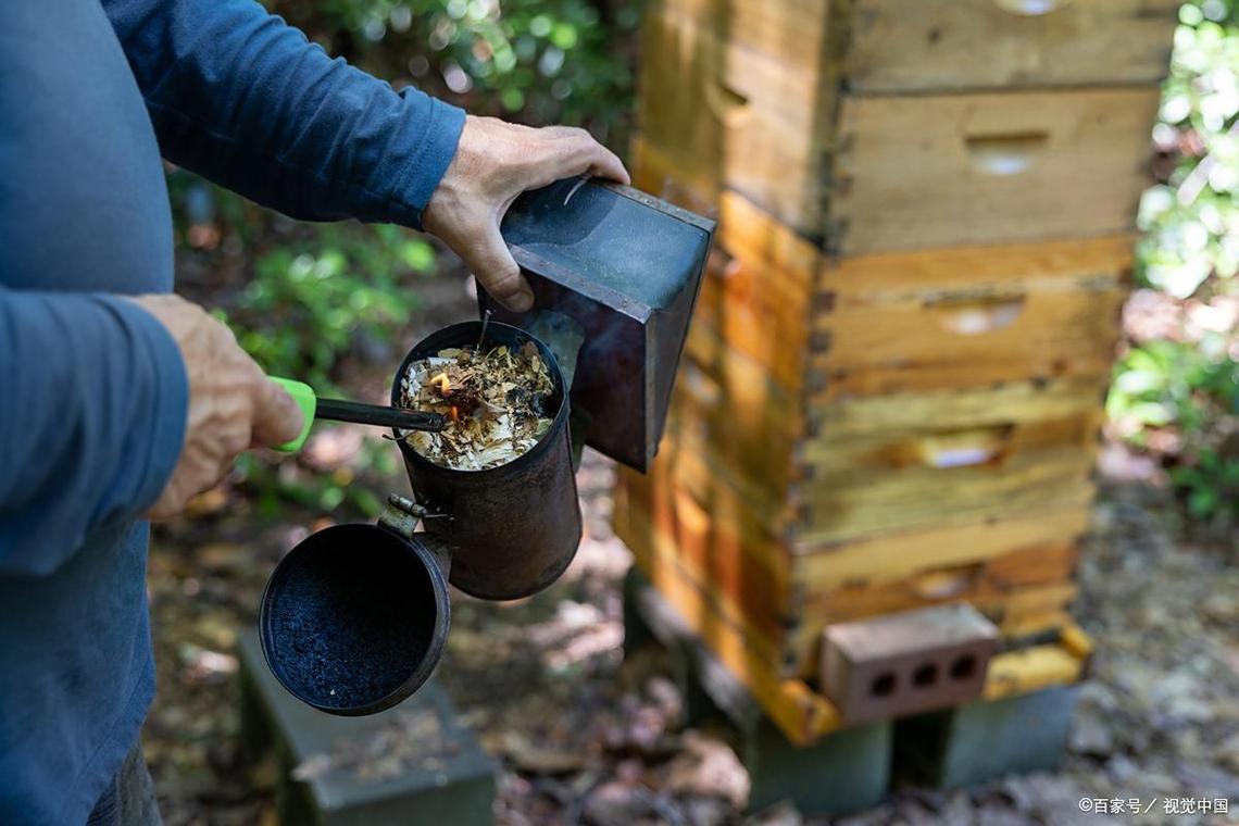 中蜂人工分蜂技术视频怎么操作？-图1