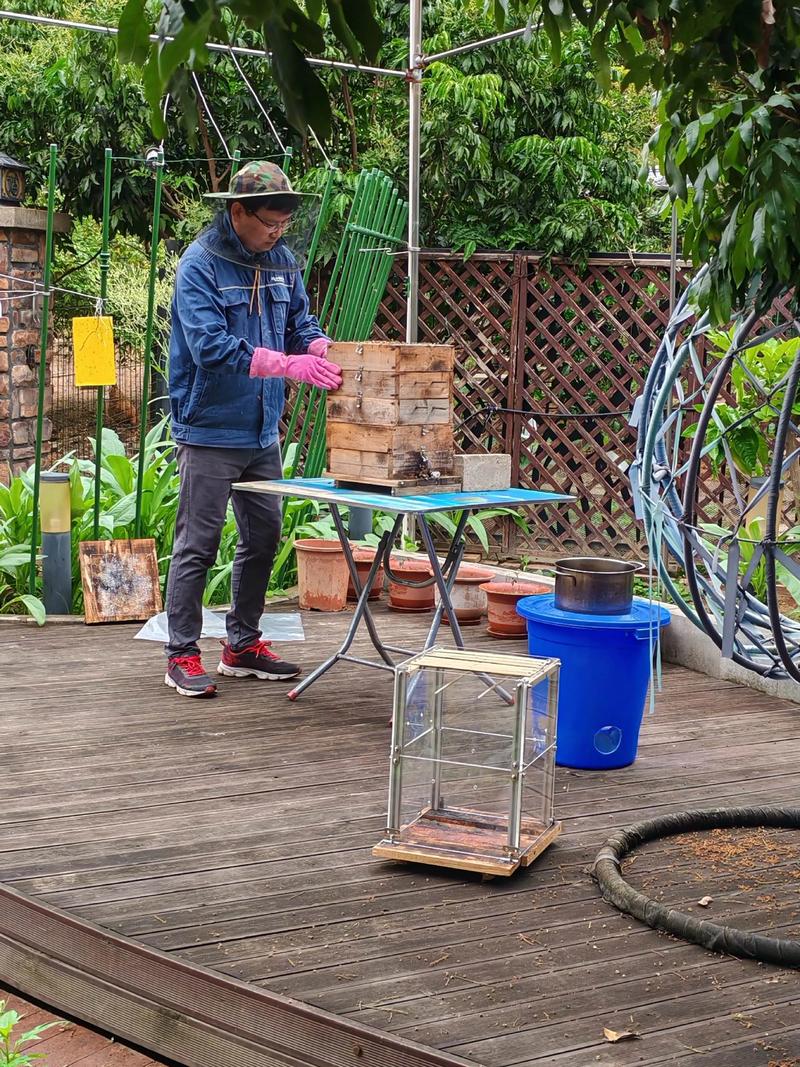 中蜂人工分蜂技术视频怎么操作？-图2